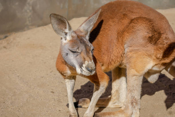 istock Red australian kangaroo looking away from the sun 1093448602