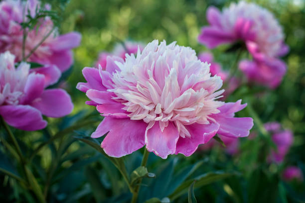 istock pink peony in the green grass 1093456518