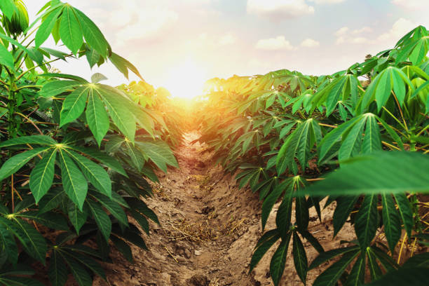 cassava tree in farm and sunset cassava tree in farm and sunset mandioca stock pictures, royalty-free photos & images