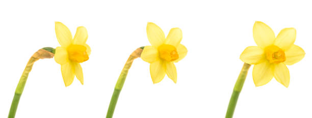istock Yellow daffodils isolated on white background. 1093463026