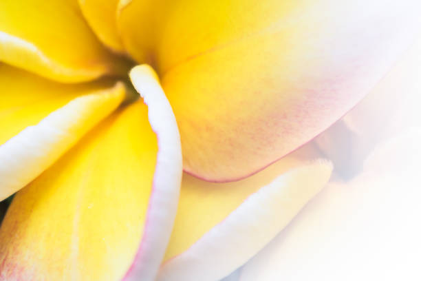 istock Colorful frangipani flowers backgrounds 1093463130