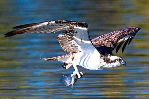 The Red-Tailed Hawk (Buteo jamaicensis) is a raptor that is found throughout most of North America. It is one of the most common members within the genus of Buteo. Red-tailed hawks can acclimate to many habitats within their range. They occupy a wide range of habitats including deserts, grasslands, forests, fields and urban areas. In North America the diet of red-tailed hawks often consists of small mammals such as rodents. They may also prey on birds, reptiles, amphibians, fish and invertebrates. This red-tailed hawk was photographed near Walnut Canyon Lakes in Flagstaff, Arizona, USA.