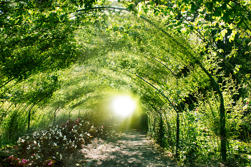 Magical green tunnel made of arching branches, with the supernatural bright light at the end.