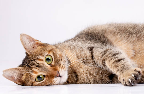 istock Pet animal; cute cat indoor. Cute kitten cat. 1093465090