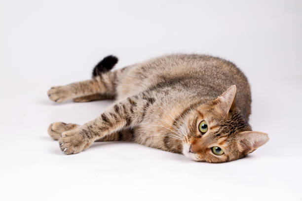 istock Pet animal; cute cat indoor. Cute kitten cat. 1093466204