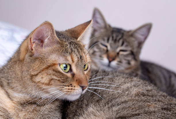 istock Pet animal; cute cat indoor. Cute kitten cat. 1093468358