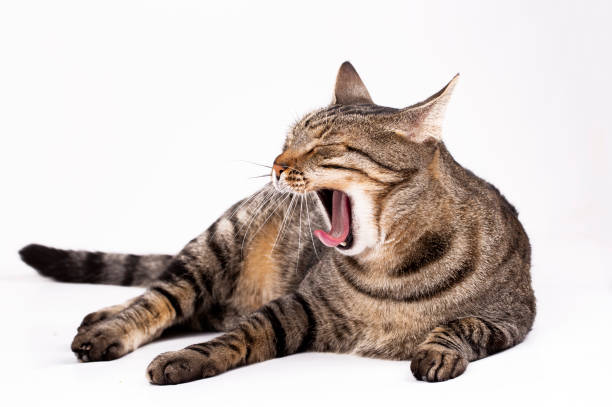 istock Pet animal; cute cat indoor. Cute kitten cat. 1093468780