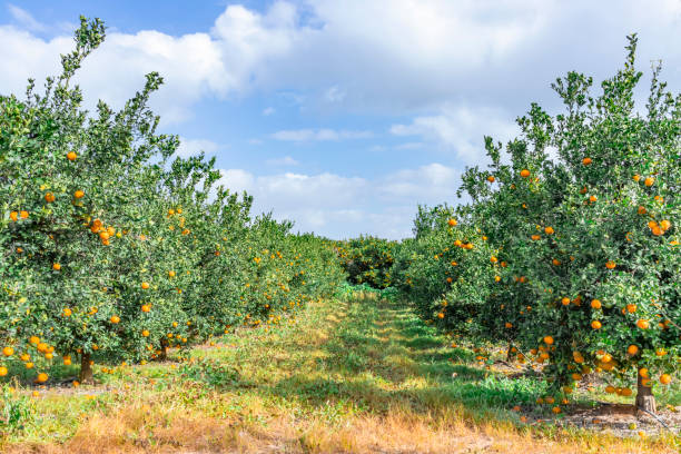 istock Rows of trees with ripe tangerines against a blue sky with clouds 1093472954