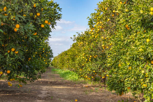 istock Rows of trees with ripe oranges in a fruit garden against sky with clouds 1093472960