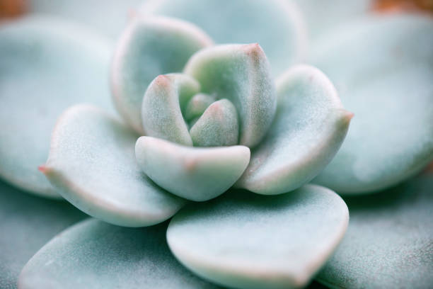istock Close up of succulent plant backgruond 1093478040