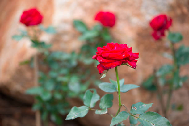 Red rose in garden show nature background