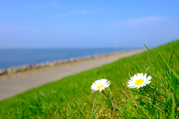 Common Daisy, Bellis perennis, blossoming on a levee near the IJsselmeer in the Noordoostpolder, Flevoland, The Netherlands