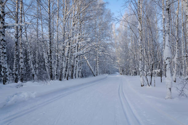 istock ski trail in the winter forest 1093480442