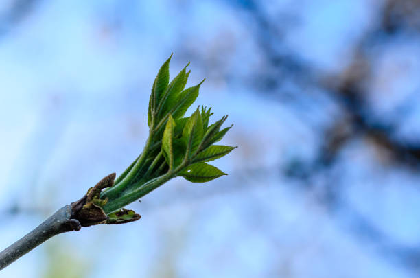 istock First leaves on a branch of the tree 1093482468