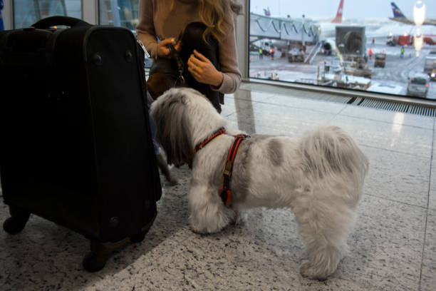 A small dog searching a luggage in airport, concept of safe travel