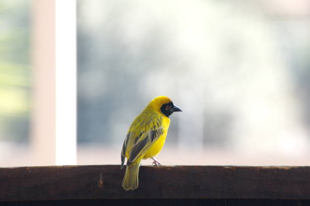istock Southern masked weaver 1093486040