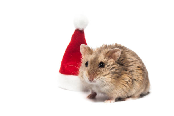 istock Small dwarf campbell hamster with Christmas hat, in studio, isolated on white background 1093487192