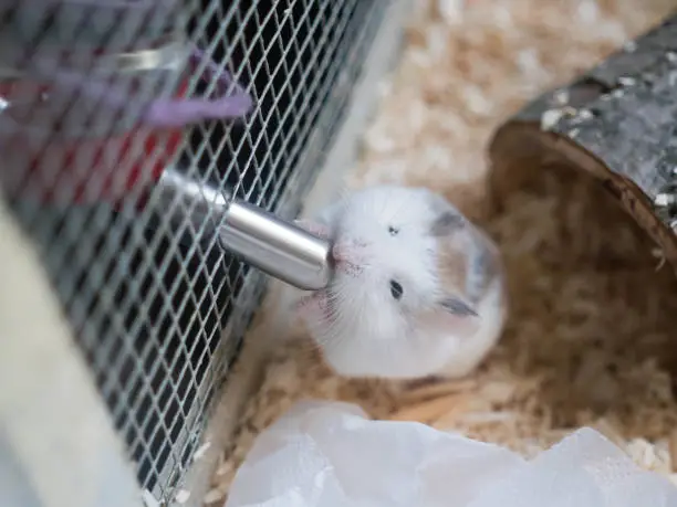 Cute little dwarf hamster Roborovski drinking in his cage