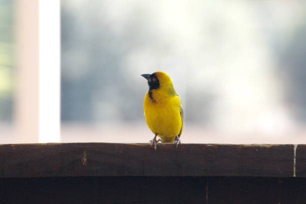 istock Southern masked weaver 1093487598