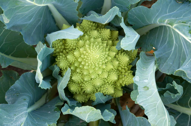 Green Romanesco cauliflower Special shape cauliflower fractal plant cabbage textured stock pictures, royalty-free photos & images