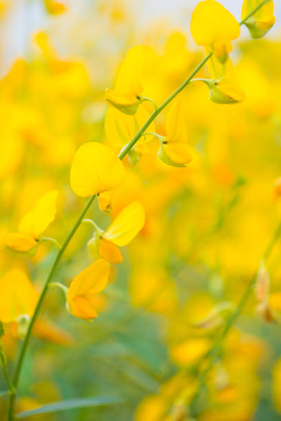 Field of Crotalaria Juncea or sunn hemp in Phutthamonthon,Nakhorn prathom