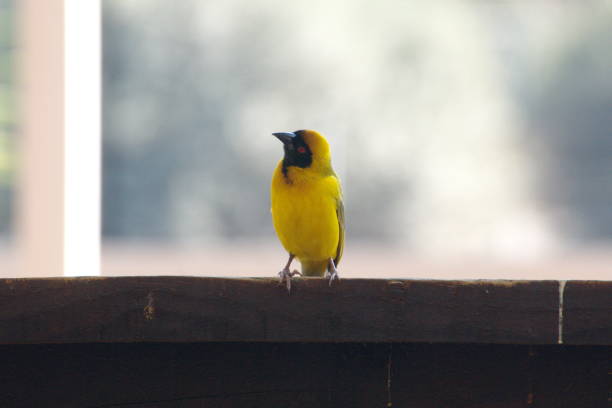 istock Southern masked weaver 1093490194