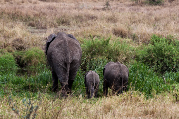 vue d’un éléphant de mère avec un éléphant bébé et sa sœur arrière sur la prairie du parc national de serengeti, tanzanie - elephant protection animal mother photos et images de collection