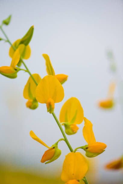 istock Crotalaria Juncea or sunn hemp in Phutthamonthon,Nakhorn prathom 1093491024