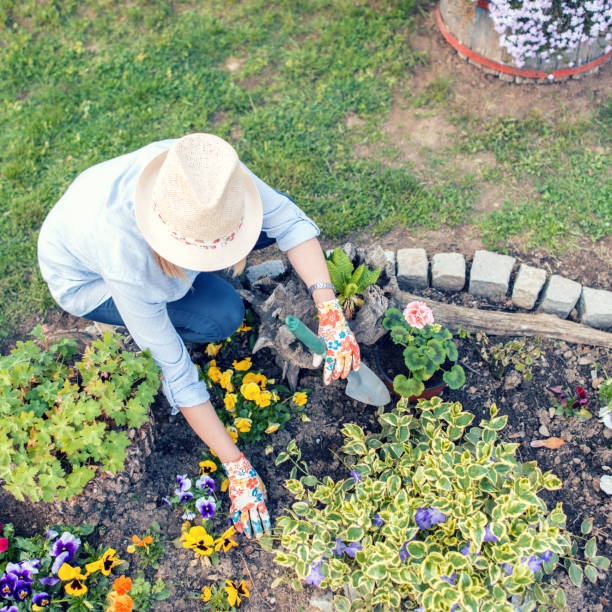 istock Woman planting flowers 1093492666