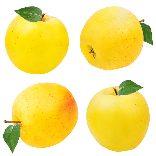 istock Yellow apples with leaf isolated on white background with clipping path 1093495878