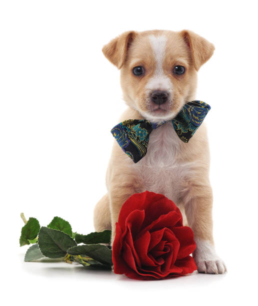 chiot avec une rose. - valentines day friendship puppy small photos et images de collection