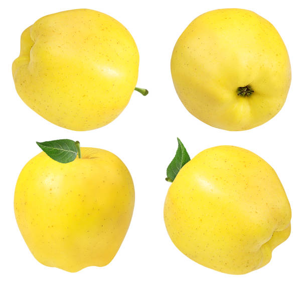 istock Yellow apples with leaf isolated on white background with clipping path 1093496234