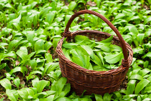 istock Basket of bear's onion leaves 1093501722