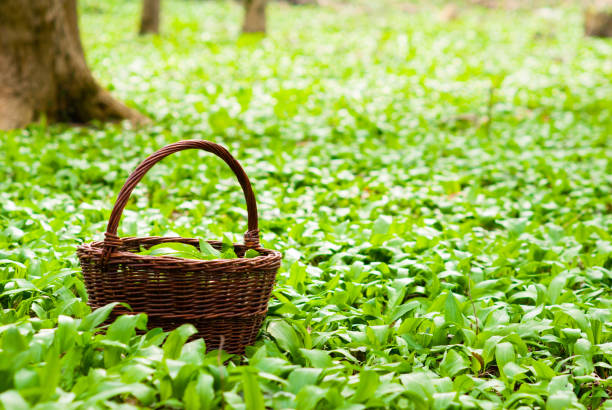 istock Basket of bear's onion leaves 1093501820