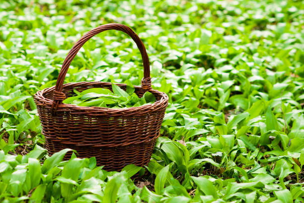 istock Basket of bear's onion leaves 1093501826
