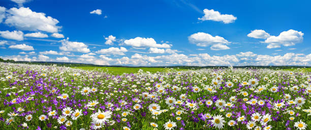 wiosenna panorama krajobrazu z kwitnącymi kwiatami na łące - wildflower lush foliage outdoors campanula zdjęcia i obrazy z banku zdjęć