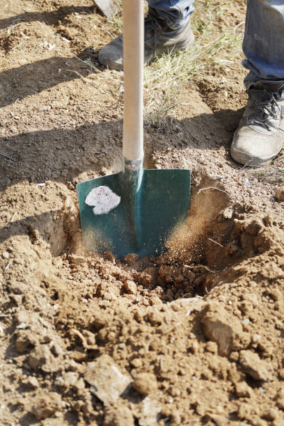 istock Gardener digging in a garden with a shovel 1093508668