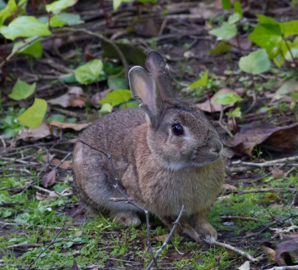 istock Close-up of rabbit on the ground 1093510302