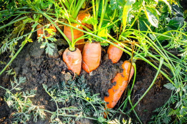 closeup of carrots in a field