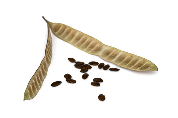 A photo of Leucaena leucocephala , white lead tree or river tamarind pod.