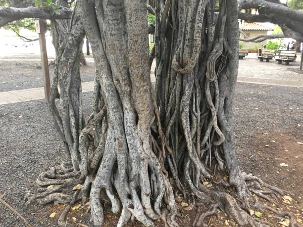 istock Banyan Tree in Lahaina Maui 1093512924