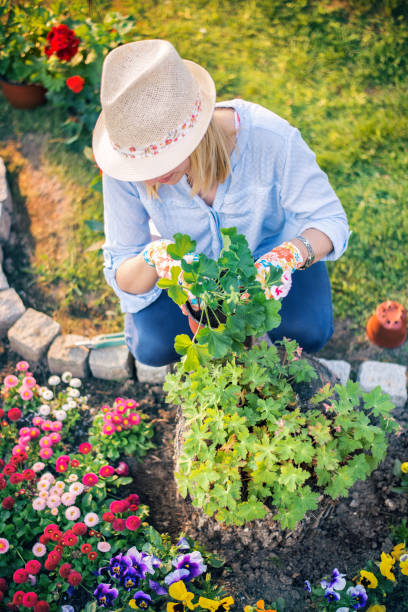 istock Woman planting flowers 1093517700