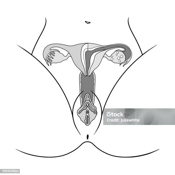 Structure Of The Female Reproductive Organs Stock Illustration - Download Image Now - Healthcare And Medicine, Healthy Lifestyle, Vagina