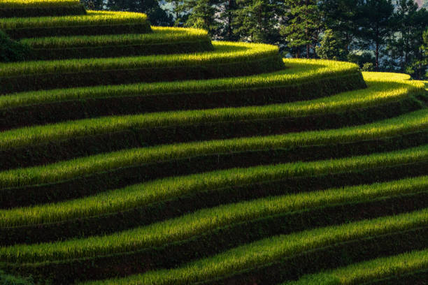 istock Rice terrace Mountains in Mu can chai, Vietnam 1093519942