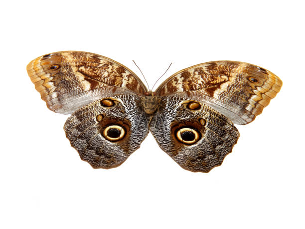 istock beautiful butterfly with brown wings. isolated on white background 1093520248