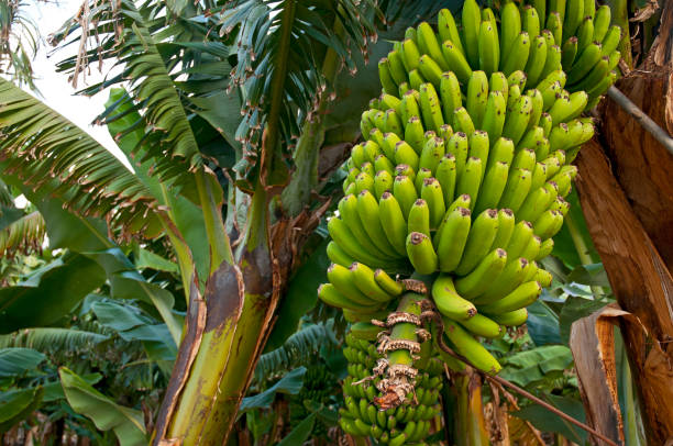 primer plano de árbol de plátano - banana plantation green tree fotografías e imágenes de stock