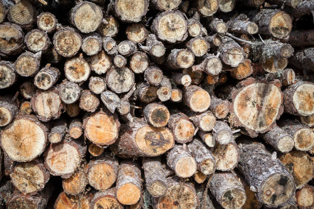 Front view of a pile of wood logs ready for winter. Predominant color is gray. DSRL outdoors photo taken with Canon EOS 5D Mk II and Canon EF 24-105mm f/4L IS USM Wide Angle Zoom Lens