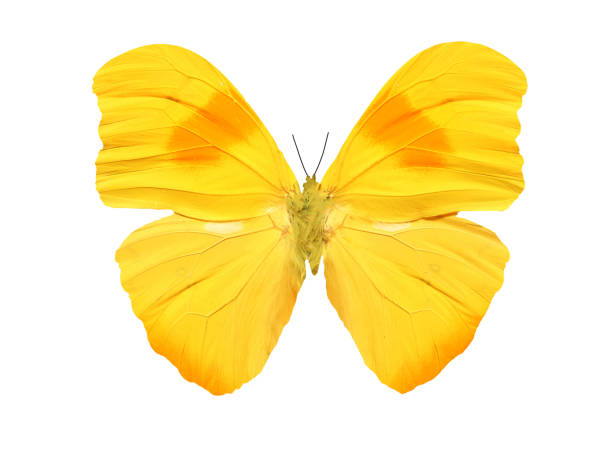istock beautiful tropical yellow butterfly 1093522780