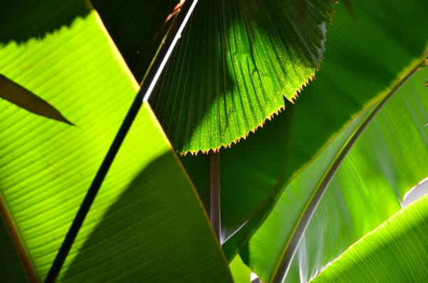 istock pattern of different green leaves close-up 1093527218