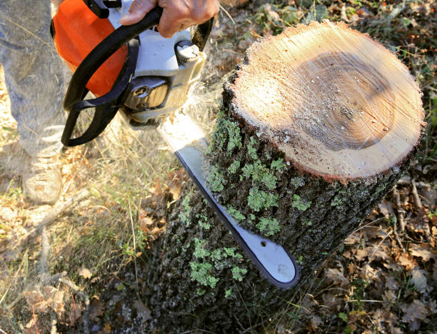 Shortening of a tree trunk. The cutting of large diameter wood is facilitated by the use of a mechanical saw. sawing photos stock pictures, royalty-free photos & images